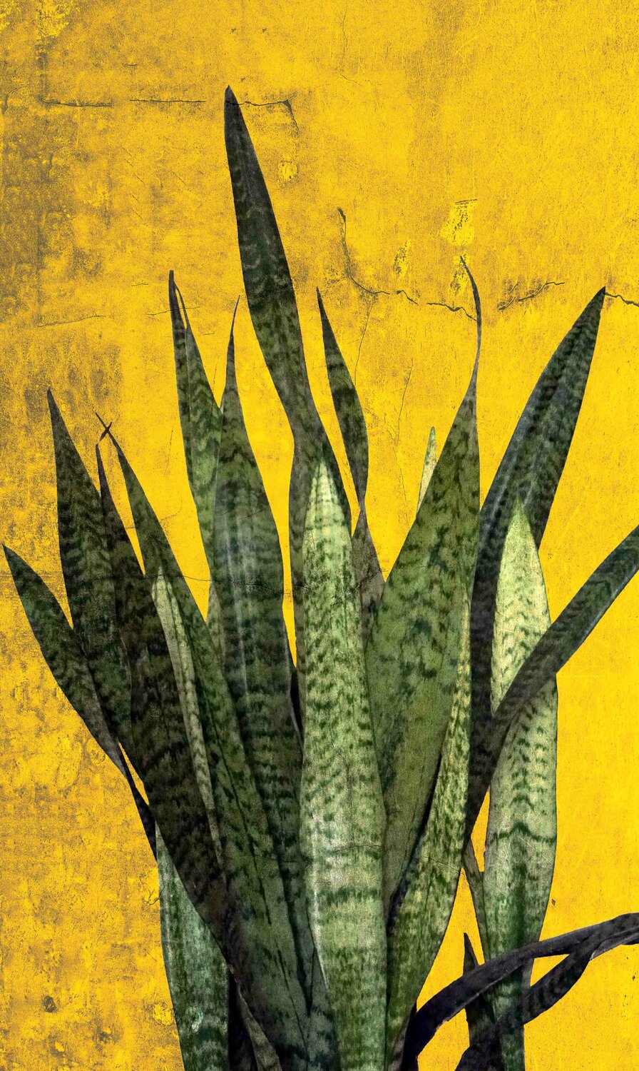 Botanic beauty 3 Sumit Mehndiratta