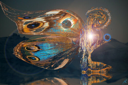 butterfly 28 Jason Lincoln Jeffers