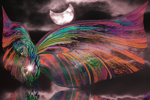 butterfly 34 von Jason Lincoln Jeffers, Digital kaufen auf Singulart