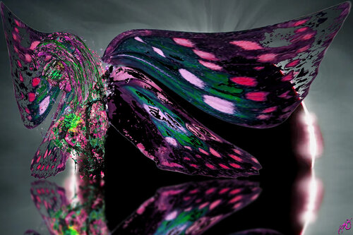 butterfly 36 di Jason Lincoln Jeffers, Digitale in vendita su Singulart
