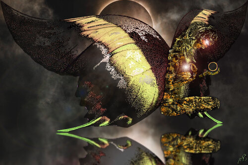 butterfly 37 Jason Lincoln Jeffers
