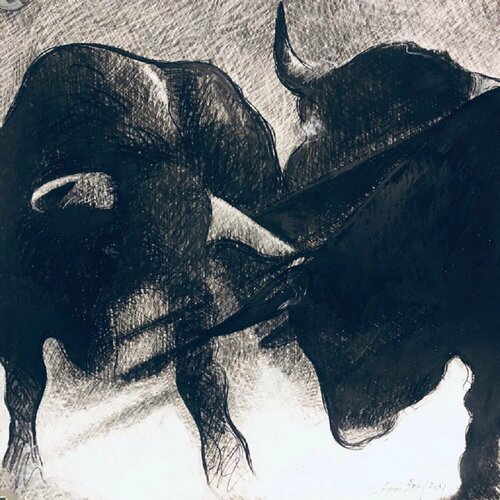 Bull Fight 2 Shabs Beigh