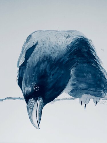 Peeping Raven von Shabs Beigh, Werk auf Papier kaufen auf Singulart