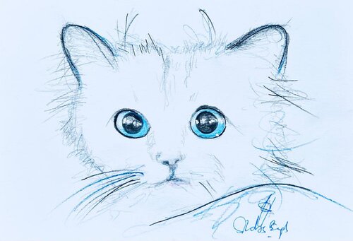 Choupette 2 von Shabs Beigh, Zeichnungen kaufen auf Singulart