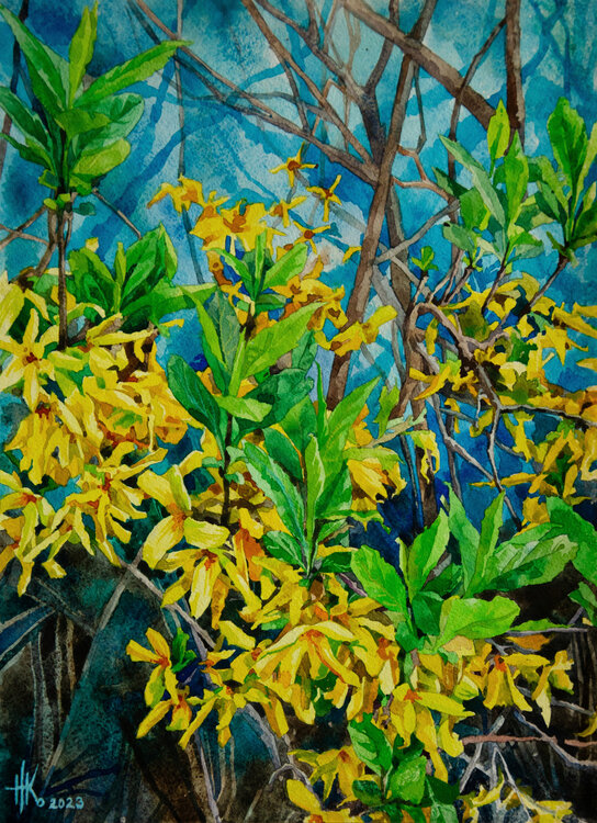 Forsythia. Early Spring Blooms Zhanna Kondratenko