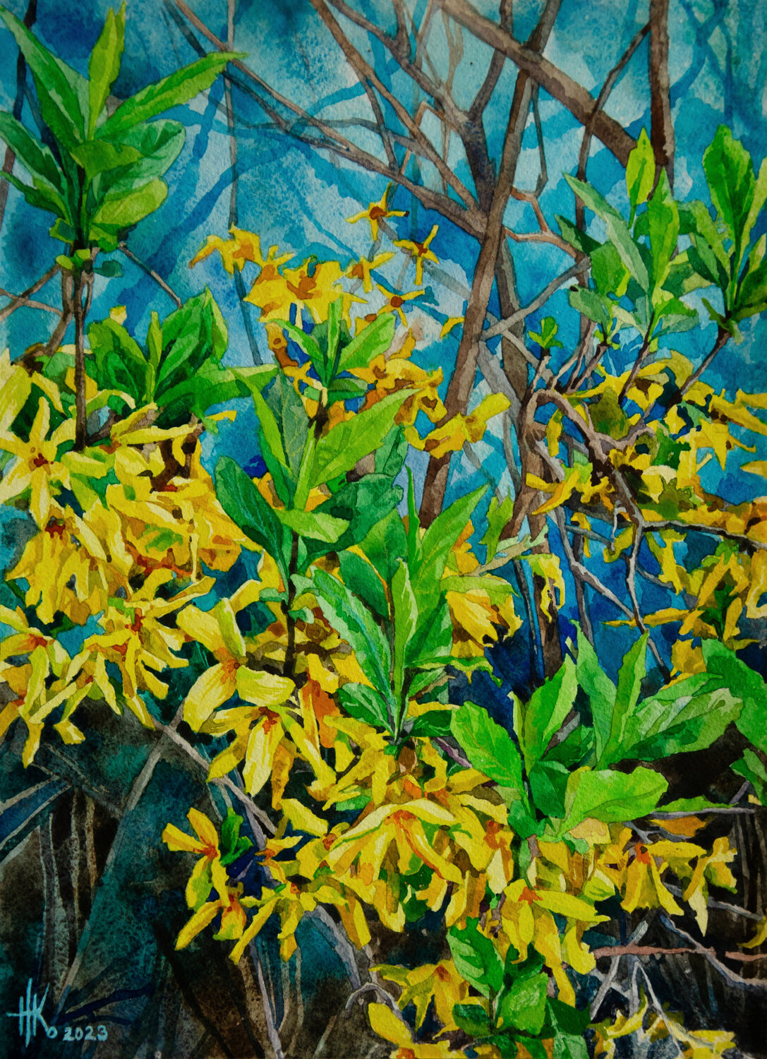Forsythia. Early Spring Blooms Zhanna Kondratenko
