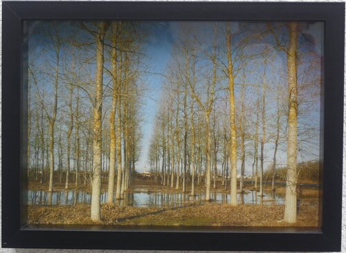 Impression Fine Art " la Peupleraie de Notre-Dame au Bois-Plage" par Michel Thévenot, Photographie en vente sur Singulart