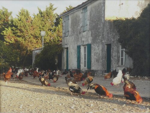 C'est l'heure de "casser la graine" dans la basse-cour van Michel Thévenot, Fotografie te koop op Singulart