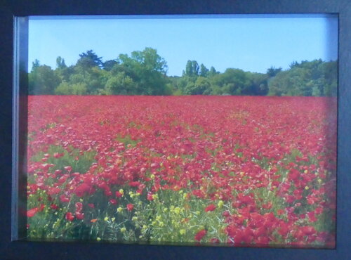 Impression Fine Art "Coquelicots de Ré en jachère- JPG 012" par Michel Thévenot, Photographie en vente sur Singulart