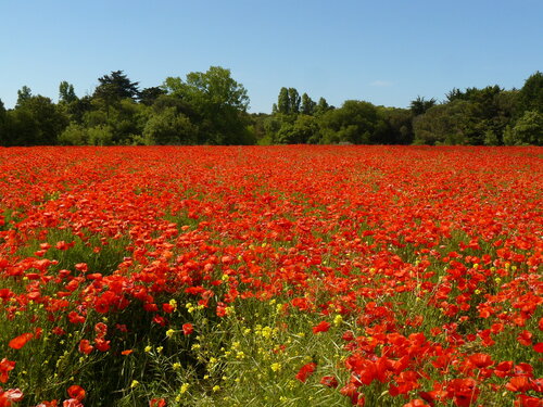 " Coquelicots de Ré en famille-JPG 012 " par Michel Thévenot, Photographie en vente sur Singulart
