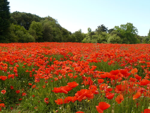 " Coquelicots de Ré en famille-JPG 005 " von Michel Thévenot, Fotografie kaufen auf Singulart