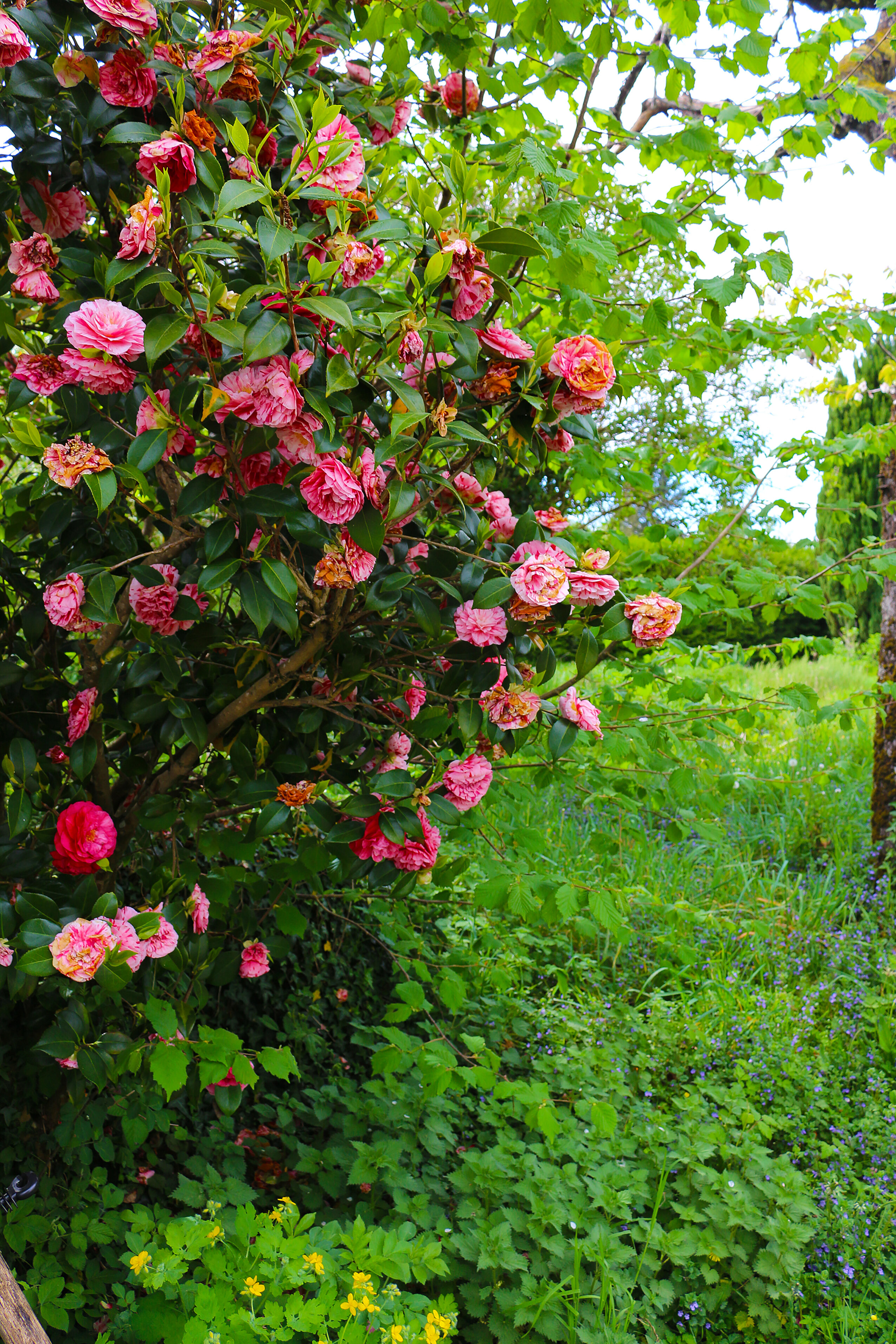 カメリアブルーム