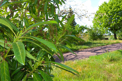 Simple Life Jean Mirre