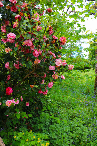 Camélias di Jean Mirre, Fotografia in vendita su Singulart