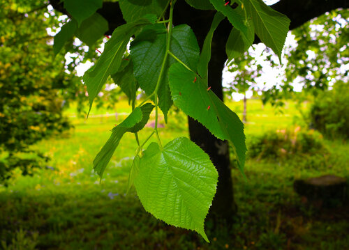 Belle feuille Jean Mirre