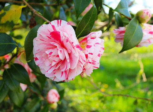 Where are all the flowers gone? di Jean Mirre, Fotografia in vendita su Singulart