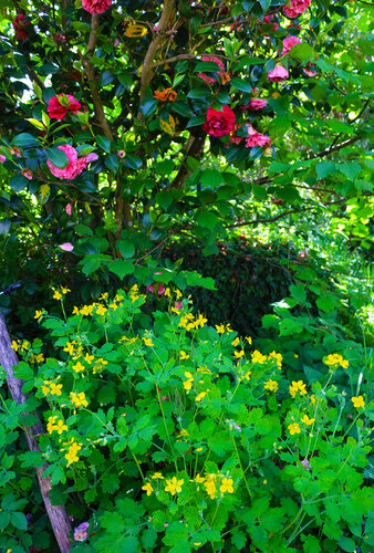 Roméo et Juliette di Jean Mirre, Fotografia in vendita su Singulart