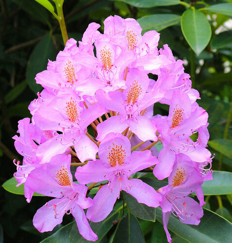 Flowers of June (details) di Jean Mirre, Fotografia in vendita su Singulart