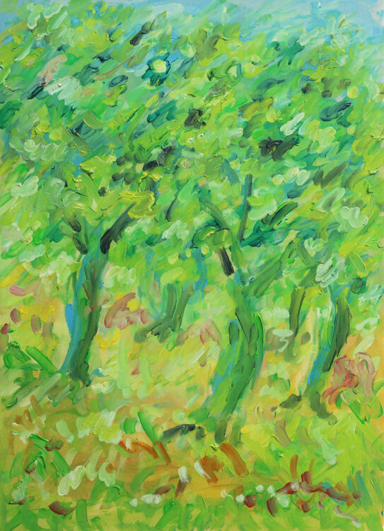 Olive trees Jean Mirre