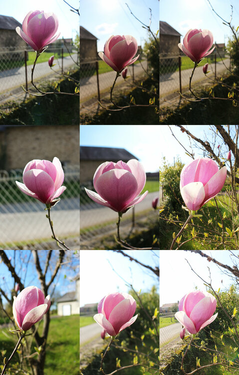 MAGNOLIAS Jean Mirre