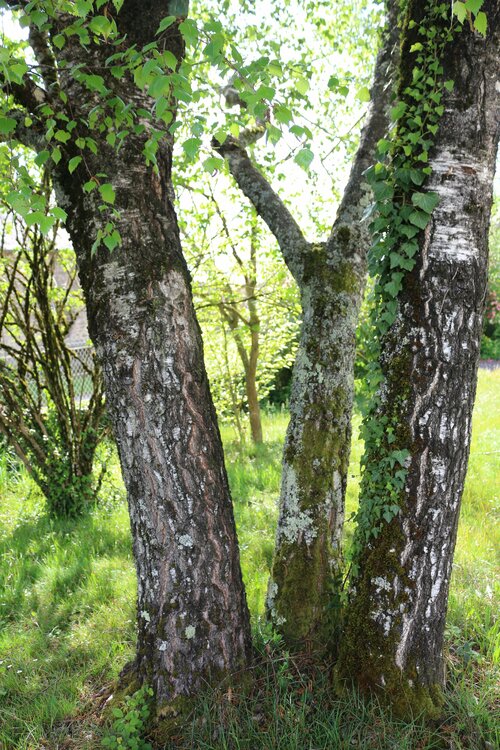 Tree Reunion Jean Mirre