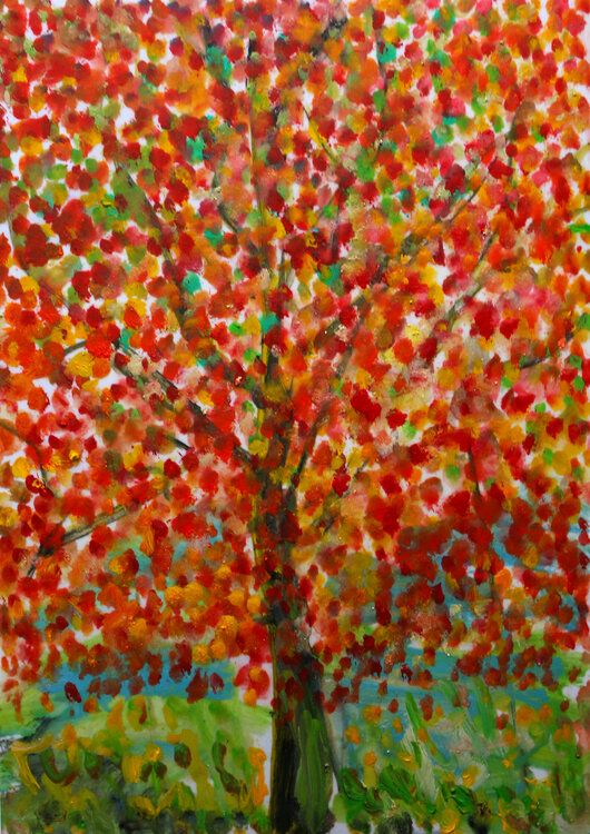 Maple tree Jean Mirre