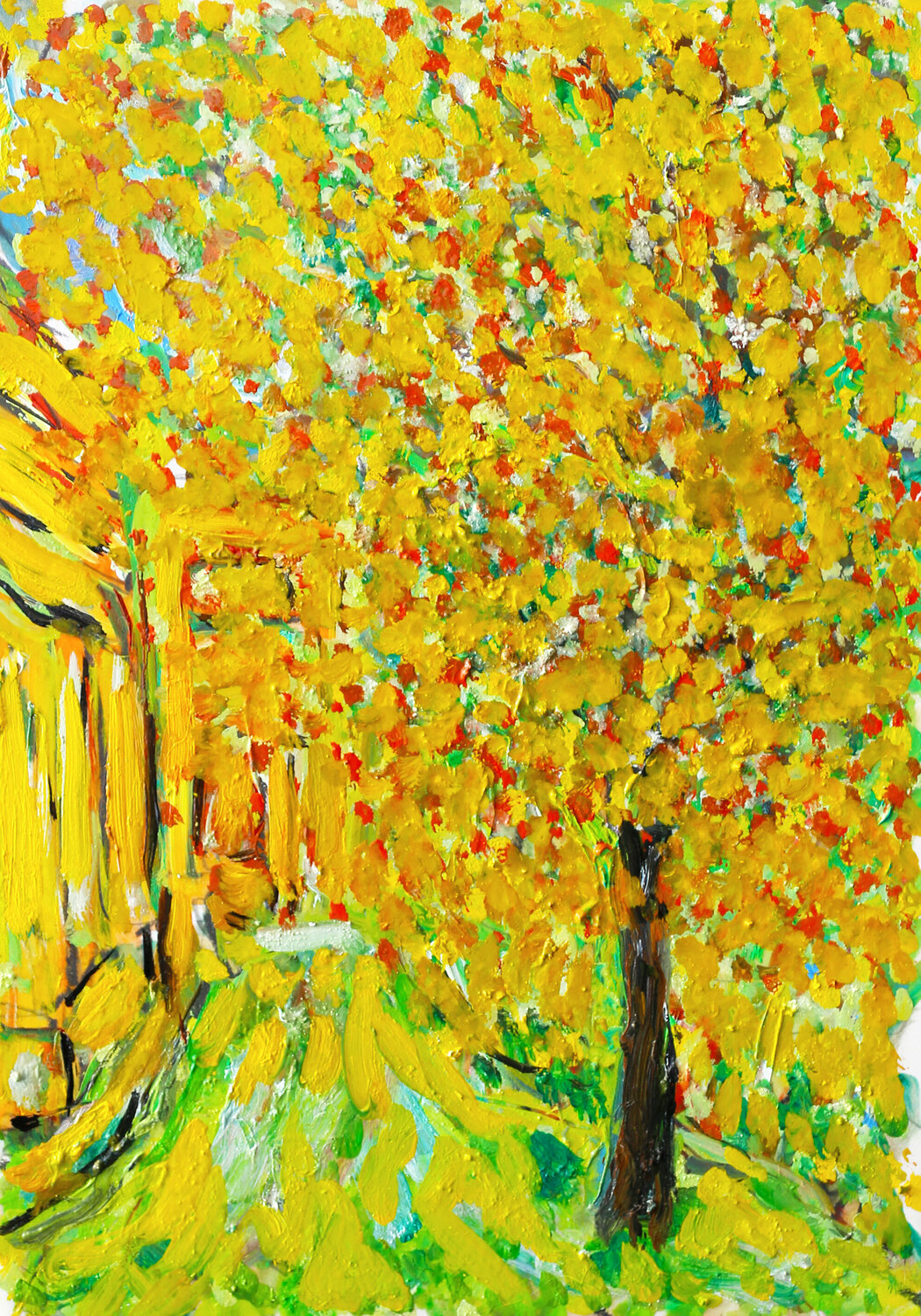 Mimosa Jean Mirre