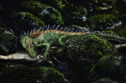 LAGARTO von Marina Della Preda, Fotografie kaufen auf Singulart