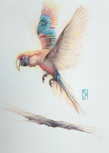 Voler avec panache von Hubert Ollivier, Zeichnungen kaufen auf Singulart