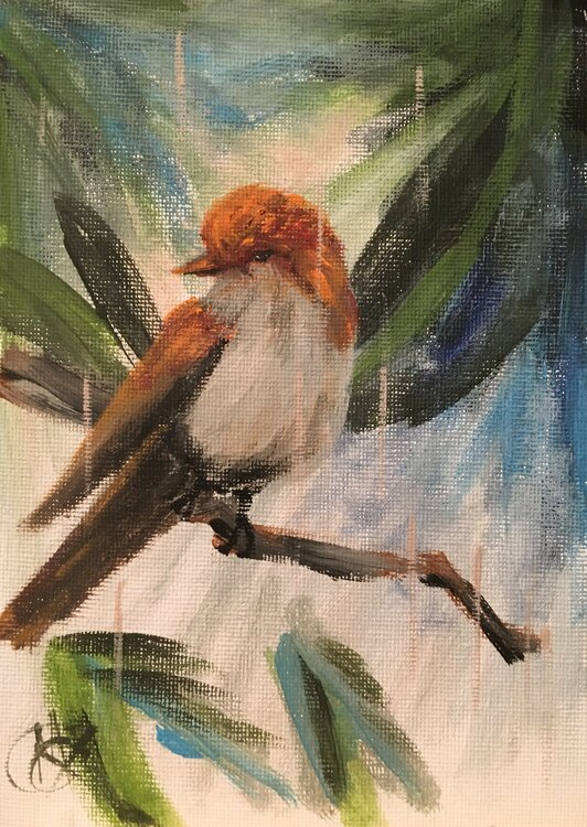 Mountain House Finch Mariam Qureshi