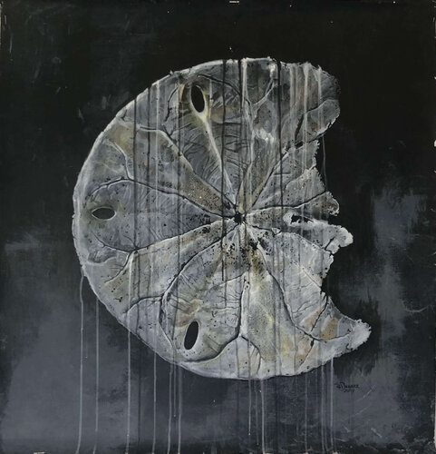 Sanddollar, Costa Rica, Pazifik titia ohlhaver