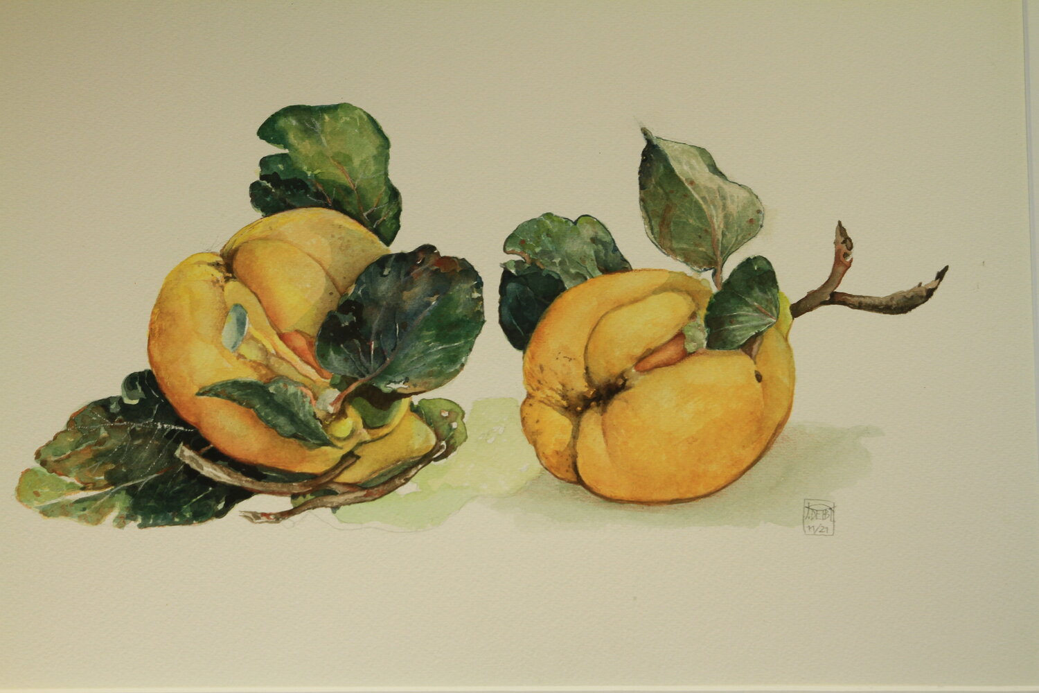 Quitten im eigenen Garten Jürgen Deibl