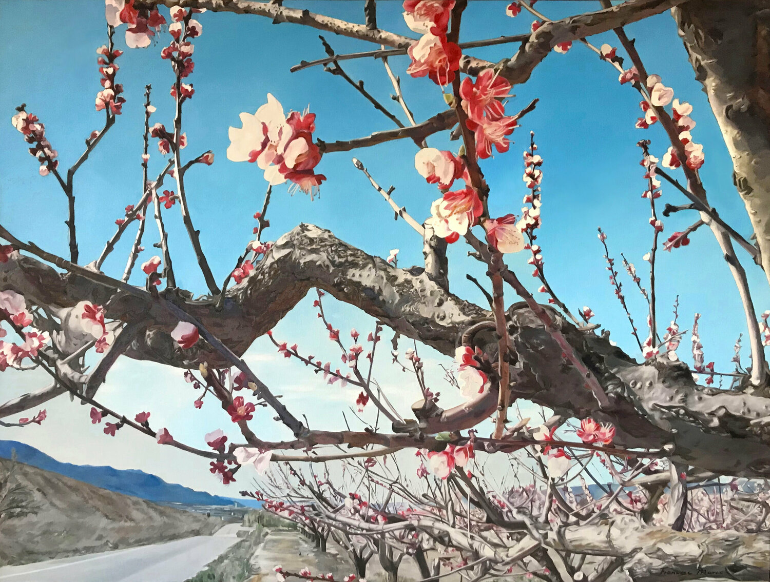 Árbol en flor Francesc Marco