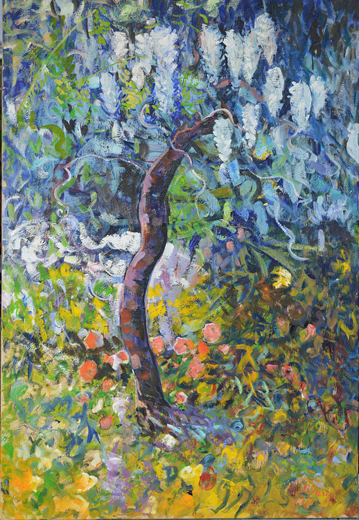 La glycine en fleurs Patrick MARIE