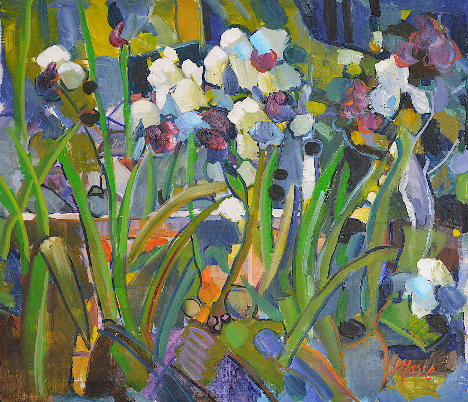 Massifs d'iris N°2 Patrick MARIE