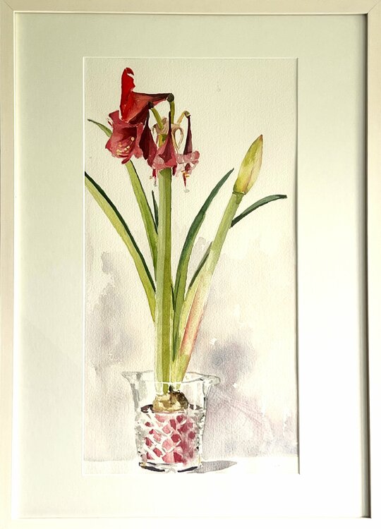 Amaryllis 4 Gabriele Fuchs