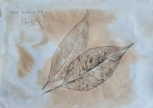 Hojas de árbol: Serie Botánica N 8 by Rosario De Mattos, Work on Paper for Sale on Singulart
