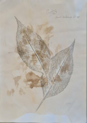 Hojas de árbol: Serie Botánica N 15 by Rosario De Mattos, Work on Paper for Sale on Singulart