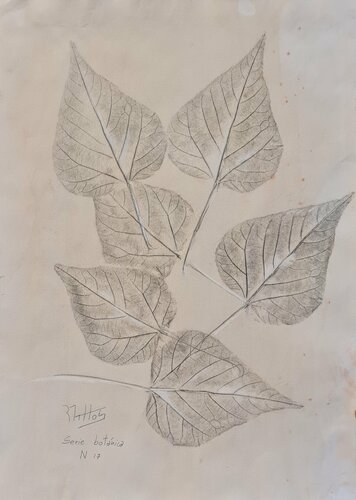 Hojas de árbol: Serie Botánica N 17 Grafito Nogalina Témpera by Rosario De Mattos, Work on Paper for Sale on Singulart