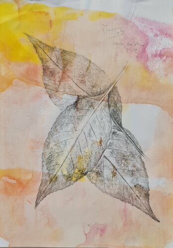 Hojas de árbol: Serie Botánica N 19 Grafito y témpera by Rosario De Mattos, Work on Paper for Sale on Singulart