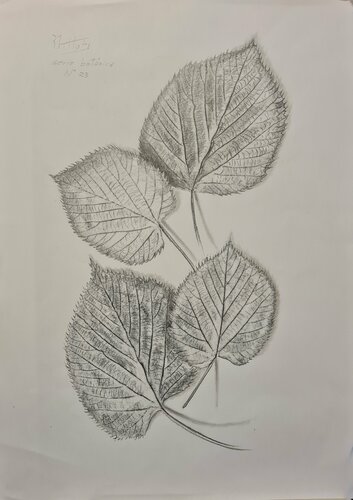 Hojas de árbol: Serie Botánica N 23 von Rosario De Mattos, Werk auf Papier kaufen auf Singulart