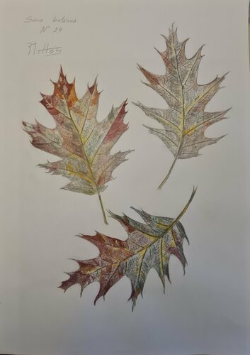 Hojas de roble: Serie Botánica N 24 by Rosario De Mattos, 종이 for Sale on Singulart