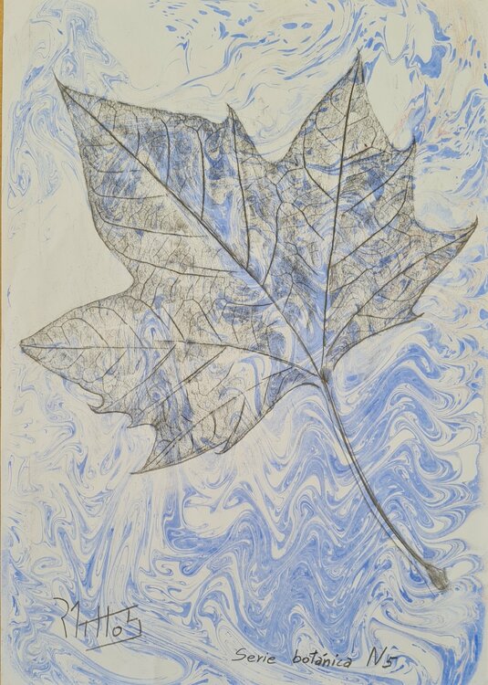 Serie Botánica N 5 Rosario De Mattos