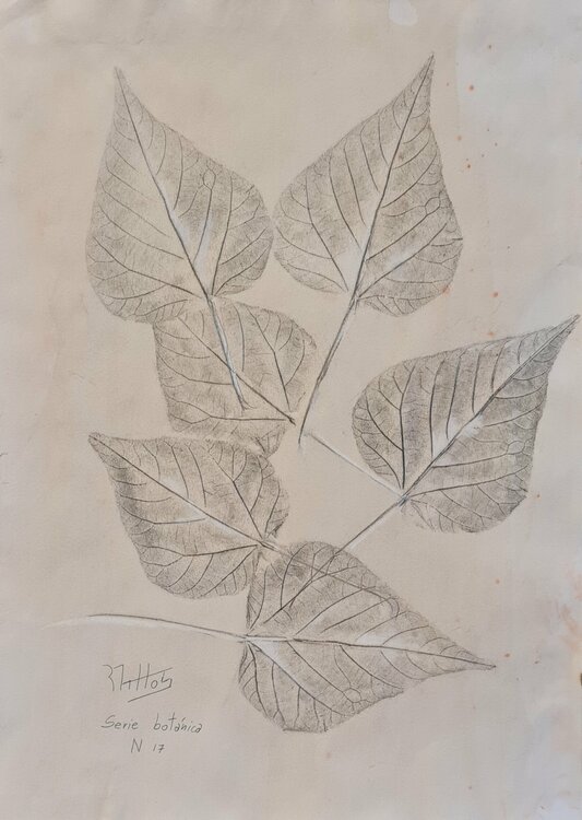 Hojas de árbol: Serie Botánica N 17 Grafito Nogalina Témpera Rosario De Mattos