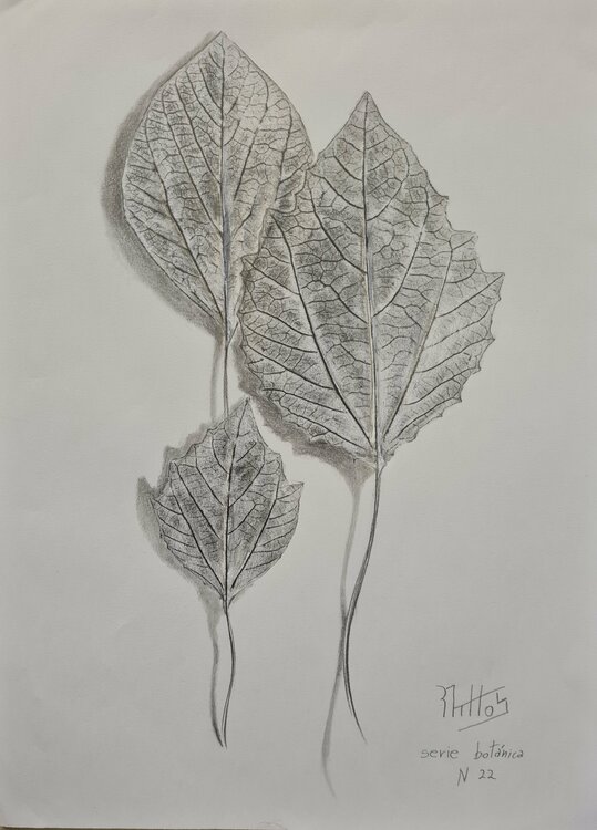 Hojas de árbol: Serie Botánica N22 Rosario De Mattos