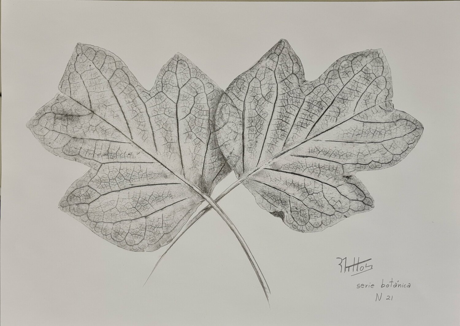 Hojas de árbol: Serie Botánica N 21 Rosario De Mattos Œuvre sur papier à vendre