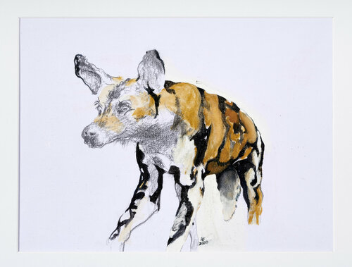 Afrikanischer Wildhund Benno Noll