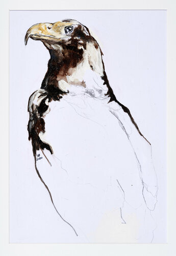 Australischer Keilschwanzadler di Benno Noll, Opera su carta in vendita su Singulart