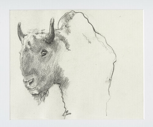 Bison di Benno Noll, Disegno in vendita su Singulart