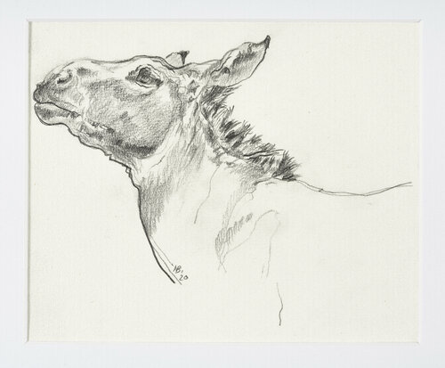 Somali Wildesel di Benno Noll, Disegno in vendita su Singulart